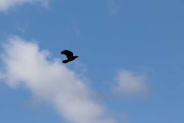 eagle in flight