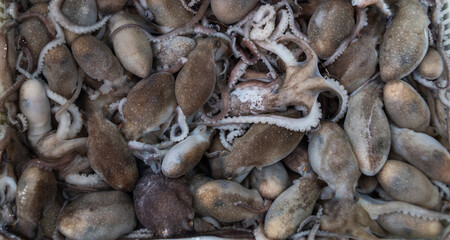 Fresh baby octopus in the fish market