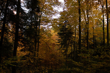 Forêt d'automne 2