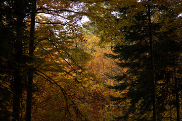 Forêt d'automne 1