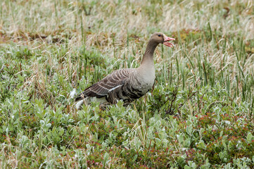 Greater White-fronted Goose (Anser albifrons) in Barents Sea coastal area, Russia