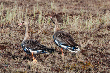 Greater White-fronted Geese (Anser albifrons) in Barents Sea coastal area, Russia