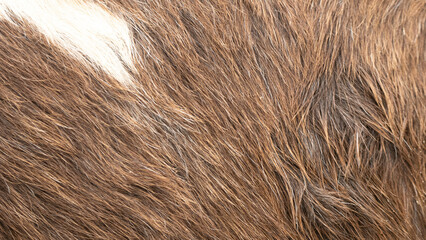 Horse skin texture background natural pattern, Blank for design.with Copy Space for Text.