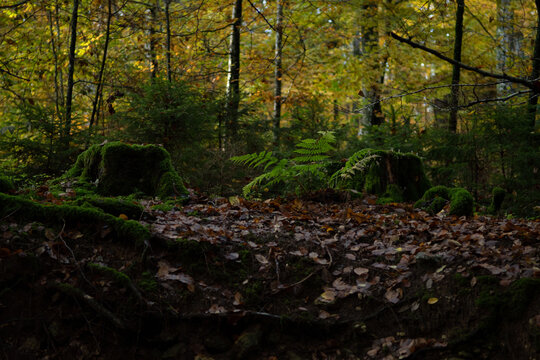 For&ecirc;t et souches