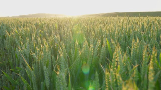 Wheat field at sunrise, green wheat ears swaying in the wind, slow motion