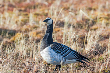The Barnacle Goose (Branta leucopsis) in Barents Sea coastal area, Russia