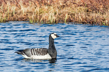 The Barnacle Goose (Branta leucopsis) in Barents Sea coastal area, Russia