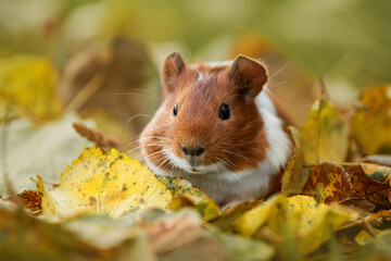 Little guinea pig sitting on the falling leaves in autumn