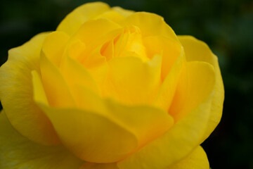 Close-up of a beautifully blooming rose named Izu-no-odoriko