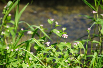 小川と小さな花