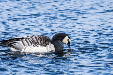 The Barnacle Goose (Branta leucopsis) in Barents Sea coastal area, Russia