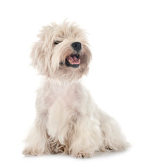 West Highland White Terrier