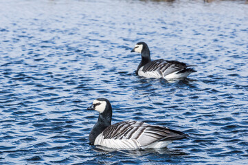 The Barnacle Goose (Branta leucopsis) in Barents Sea coastal area, Russia