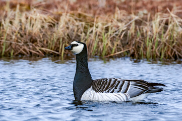 The Barnacle Goose (Branta leucopsis) in Barents Sea coastal area, Russia