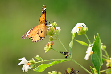 Butterfly sucking honey from flower against blurred green background