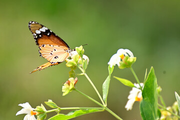 Butterfly sucking honey from flower against blurred green background