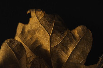 Golden oak leaves on a black background, macro photo, concept.