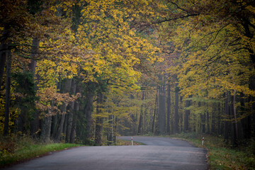 An autumnal tarmac road in Masurian Voivodeship, Poland. Selective focus on deciduous trees in the center of the picture.