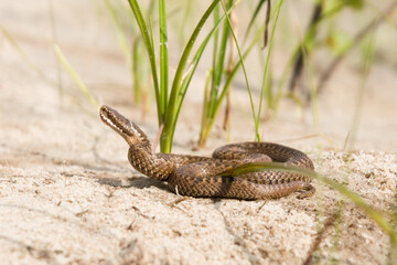 Snake Viper