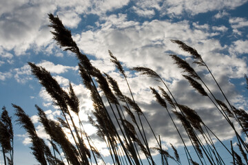 Grass and sky