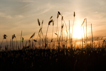 Sunset in the grass