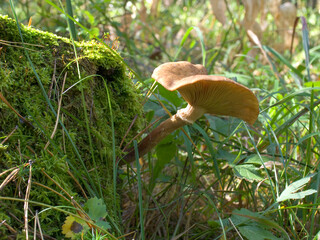 Armillariella mellea