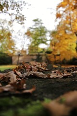 autumn in the forest