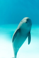 smiling finless porpoise © Stanley