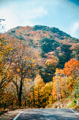 Fototapeta premium 소백산 