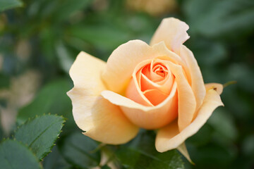 Close-up of a beautifully blooming rose named "Garden of Roses" 