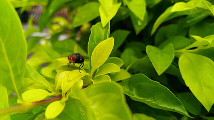 a small fly resting on the leaf