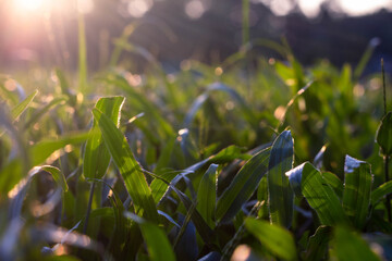 grass in the evening garden