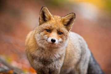 Close-up red fox, vulpes vulpes, standing in autumn forest. Fluffy mammal looking to the camera in woodland. Animal wildlife in nature. Wild predator staring in fall wilderness.