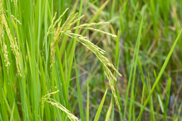 Close up of green paddy rice. Green ear of rice in paddy rice field under sunrise, Blur Paddy rice field in the morning background