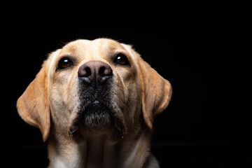 Portrait of a Labrador Retriever dog on an isolated black background.