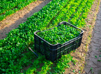 Plastic box of freshly picked corn salad green leaves on plantation. Summer harvest time