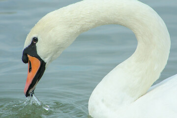 swan on the water