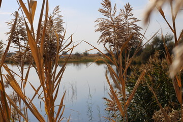 Beautiful reed on the lake on a warm autumn day