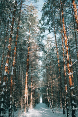 winter forest with snow