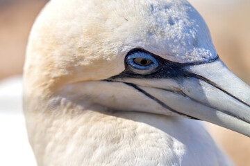 A part of one birdh ead in the wild Northern Gannet on the island of Helgoland on the North Sea in Germany