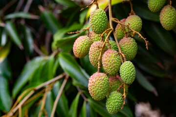 Green unripe lychee in orchard.