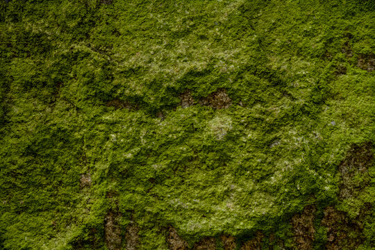 Close Up Detail Of Moss Covered And Weathered Stone Block. Nature Backgrounds And Textures. Stock Photograph.