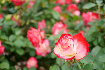Close-up of a beautifully blooming rose named 