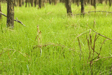 Forest with fresh green grass in sunny day
