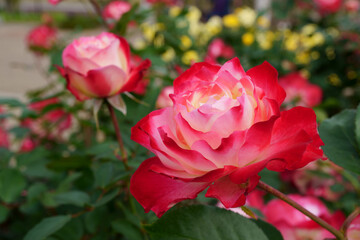 Close-up of a beautifully blooming rose named 