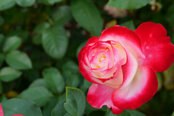 Close-up of a beautifully blooming rose named "Jubile du Prince de Monaco"