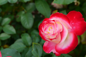 Close-up of a beautifully blooming rose named 