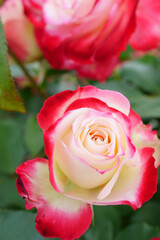 Close-up of a beautifully blooming rose named "Jubile du Prince de Monaco"