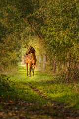 A brown horse on a forest trail in the autumn evening sun