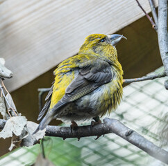 common crossbill (Loxia curvirostra) bird on twig